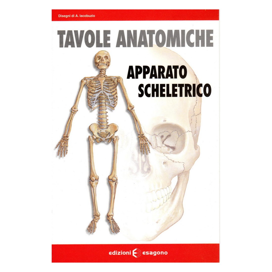 Tavole anatomiche - Apparato scheletrico - Scheda